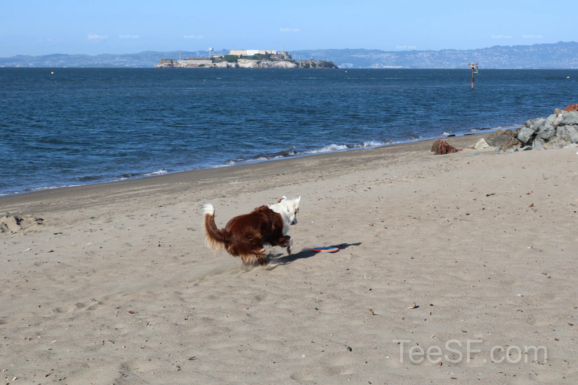 golden Gate Beach Dog With Frisbee during a Stripe Sessions 2026 visit in San Francisco.